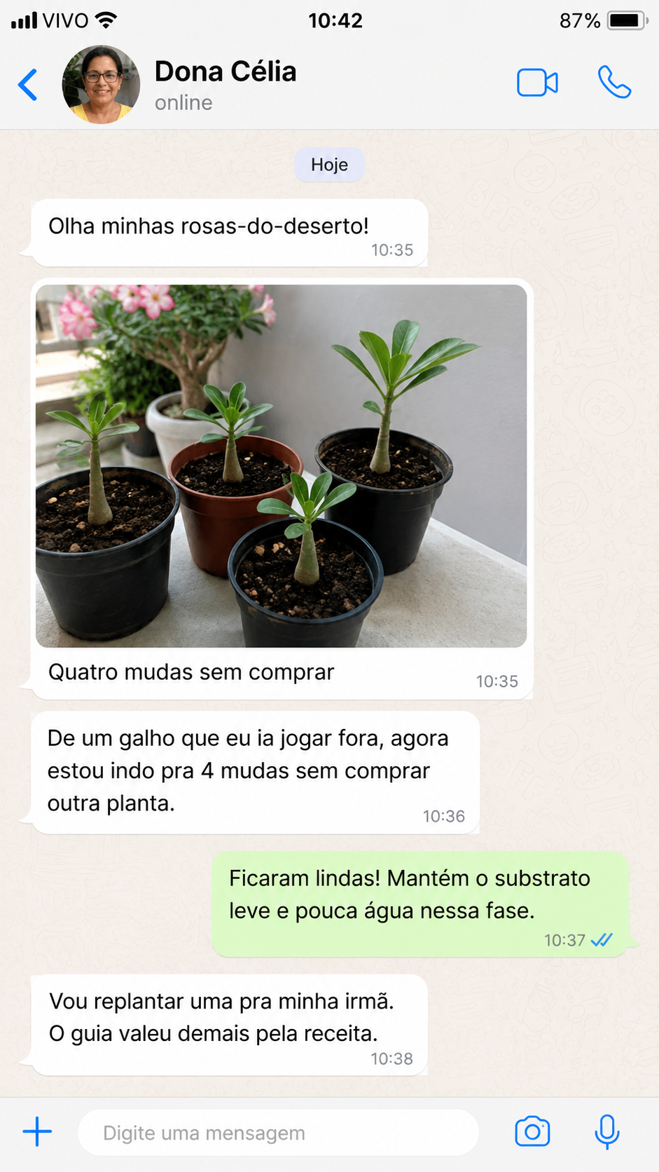Depoimento sobre rosas-do-deserto